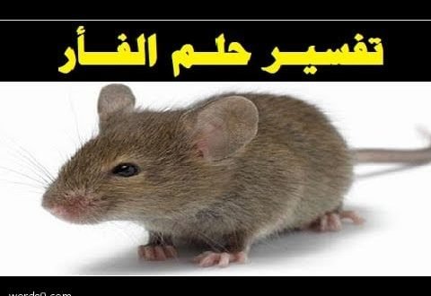 رؤية الفار بالمنام