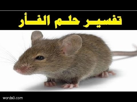 الفار في المنام , تفسير حلم الفار